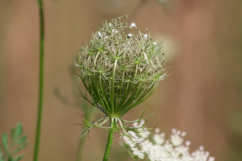 Yarrow